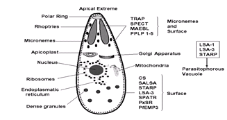 Amoeba Proteus