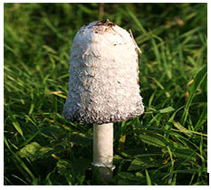 Coprinus comatus