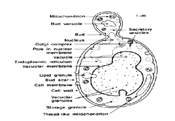 Saccharomyces