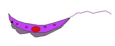 Trypanosoma brucei gambiense