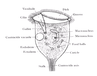 Vorticella