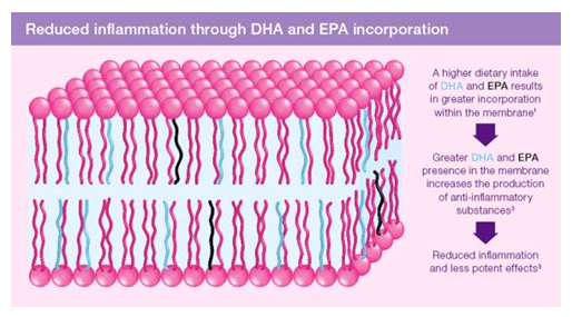 Reduced inflammation through DHA and EPA incorporation