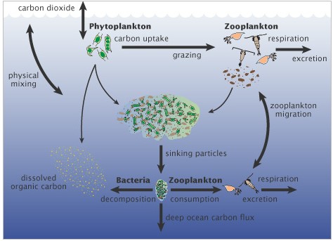 Carbon Dioxide Cycle